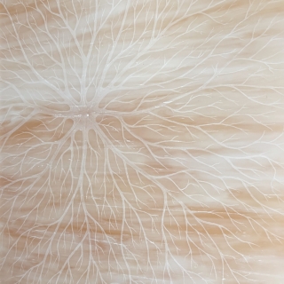 IMG_0011web.jpg Fossile II