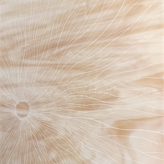 IMG_0024web.jpg Fossile I